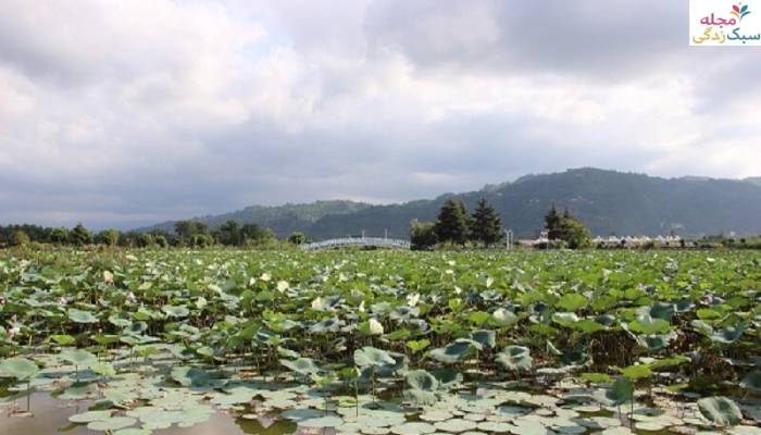 تالاب کیاکلایه