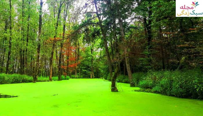 مرداب سراوان