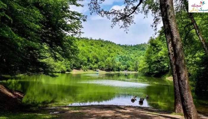 دیدنی های سوادکوه؛ جنگل لفور