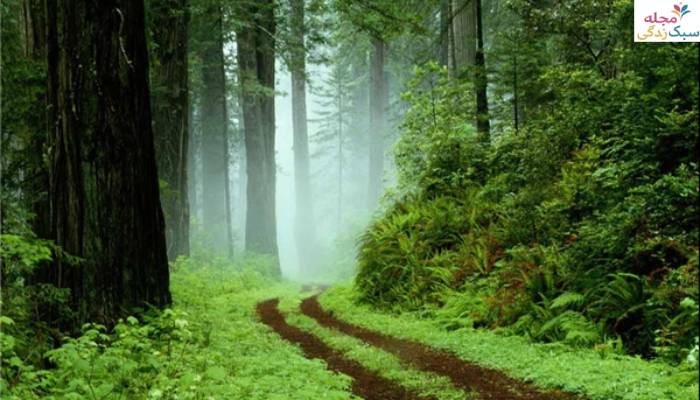 جنگل گیسوم؛ جاهای دیدنی اطراف قلعه رودخان