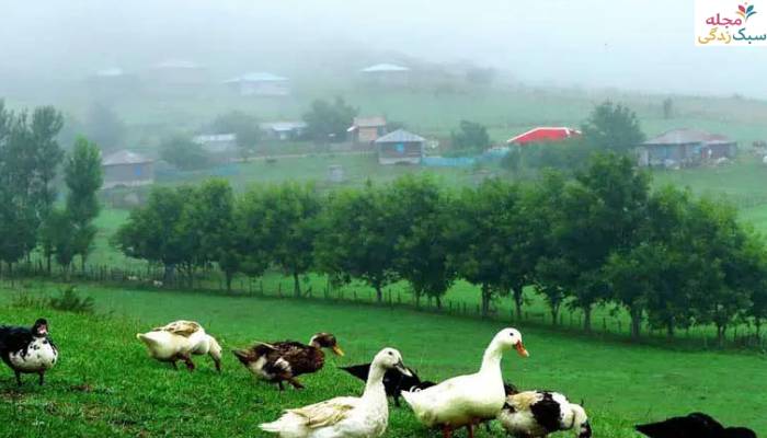 فرهنگ و زندگی بومی مردم فومن