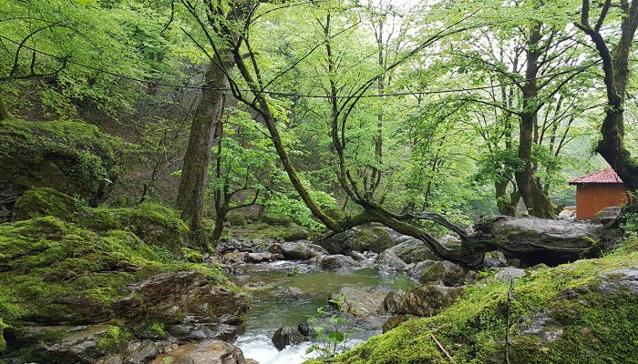طبیعت پارک جنگلی قلعه رودخان