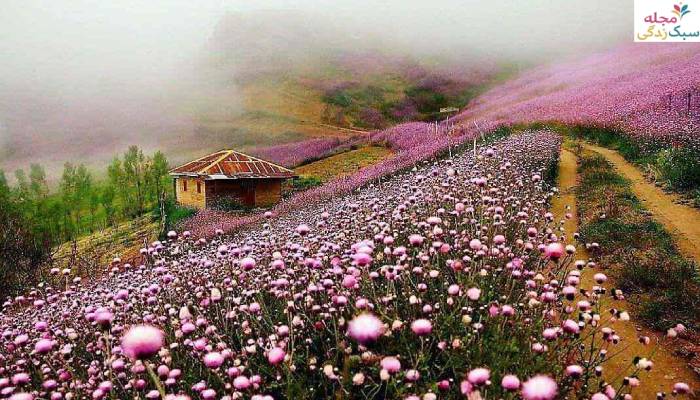 تالش در بهار