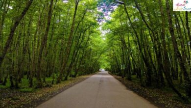 ساحل گیسوم تالش_ راهنمای کامل بازدید از ساحل جنگلی دریای خزر