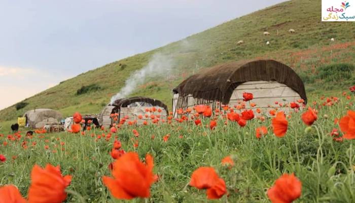 چمنزارها و دشت شقایق سوباتان