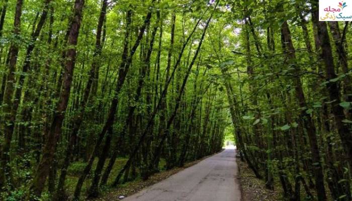 تفاوت جنگل گیسوم با دیگر جنگل‌های گیلان