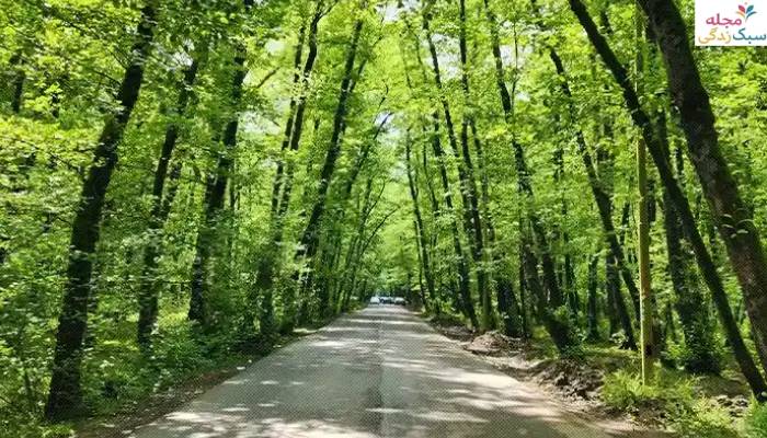 معرفی پارک جنگلی گیسوم تالش